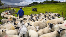 The report urges Defra to ensure the new schemes don't repeat the past mistakes of the EU's CAP. Pictured: A sheep farm in Yorkshire